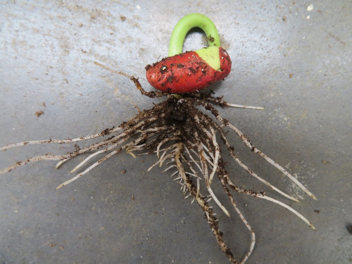 Germinating kidney bean shown with roots