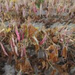 A row of desiccated dry beans plants