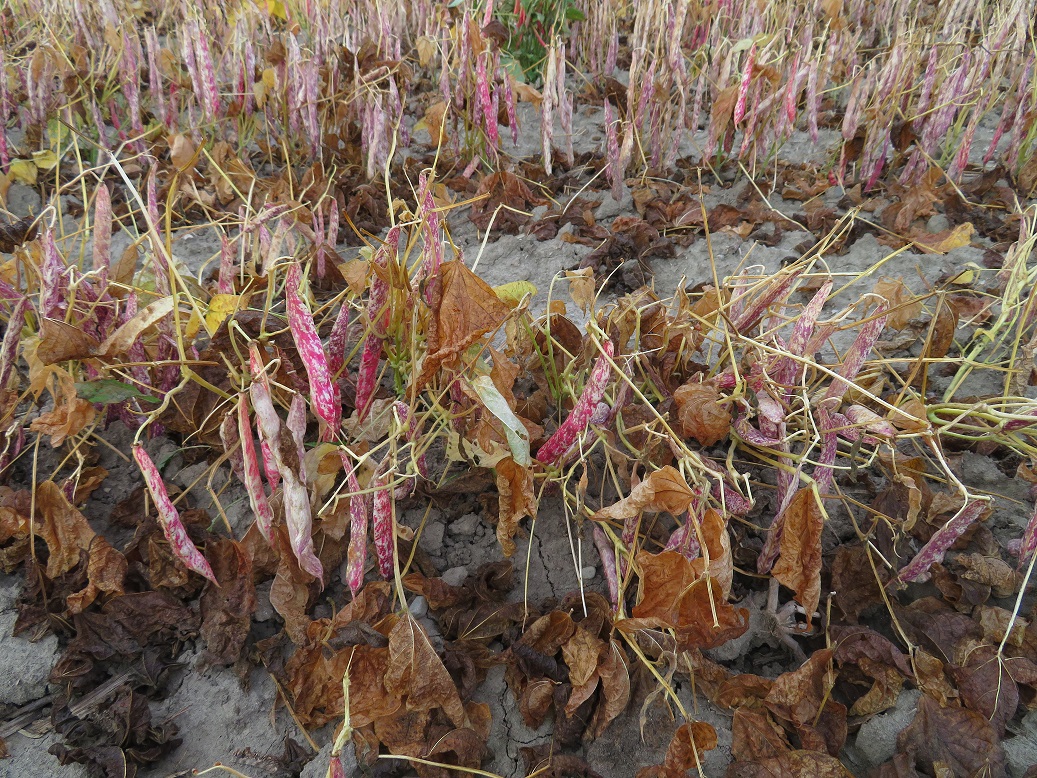 A row of desiccated dry beans plants