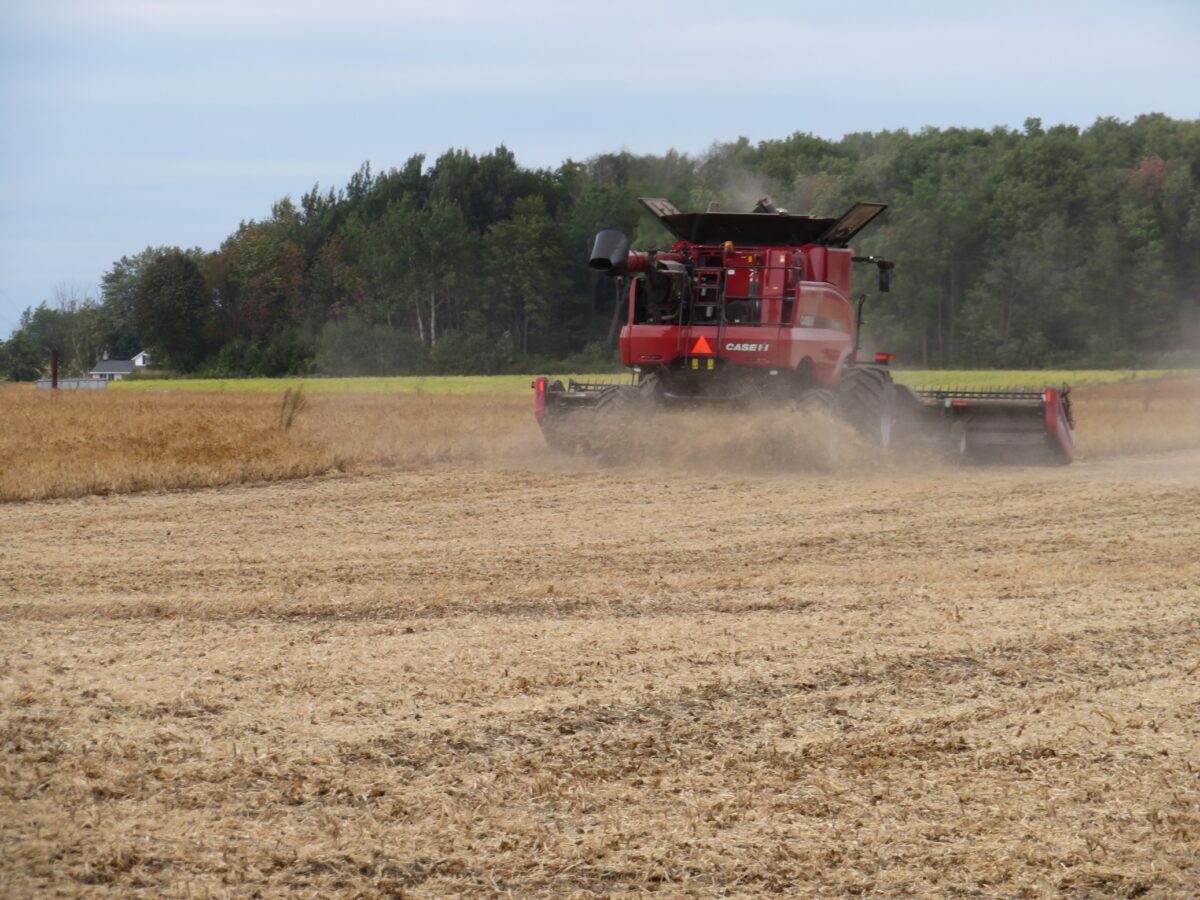 Dry bean combine farm machine going through a field to directly harvest white beans