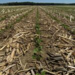 Overview of a dry edible bean field crop with emerging plants in a strip-tilled field that has limited residue