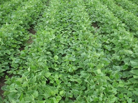 Rows of white bean plants with azuki bean (weed) growth in the untreated control group not applied with post-emergence application