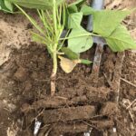 Pulled plant and underlying soil with three layers of compact soil