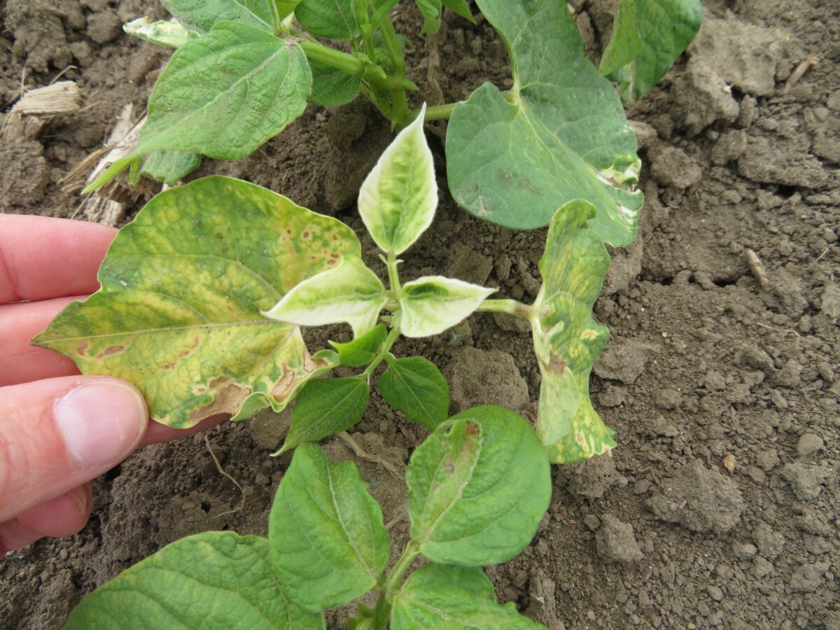 “Bleaching” Herbicide Carryover Injury in Dry Beans – Dry Bean Agronomy