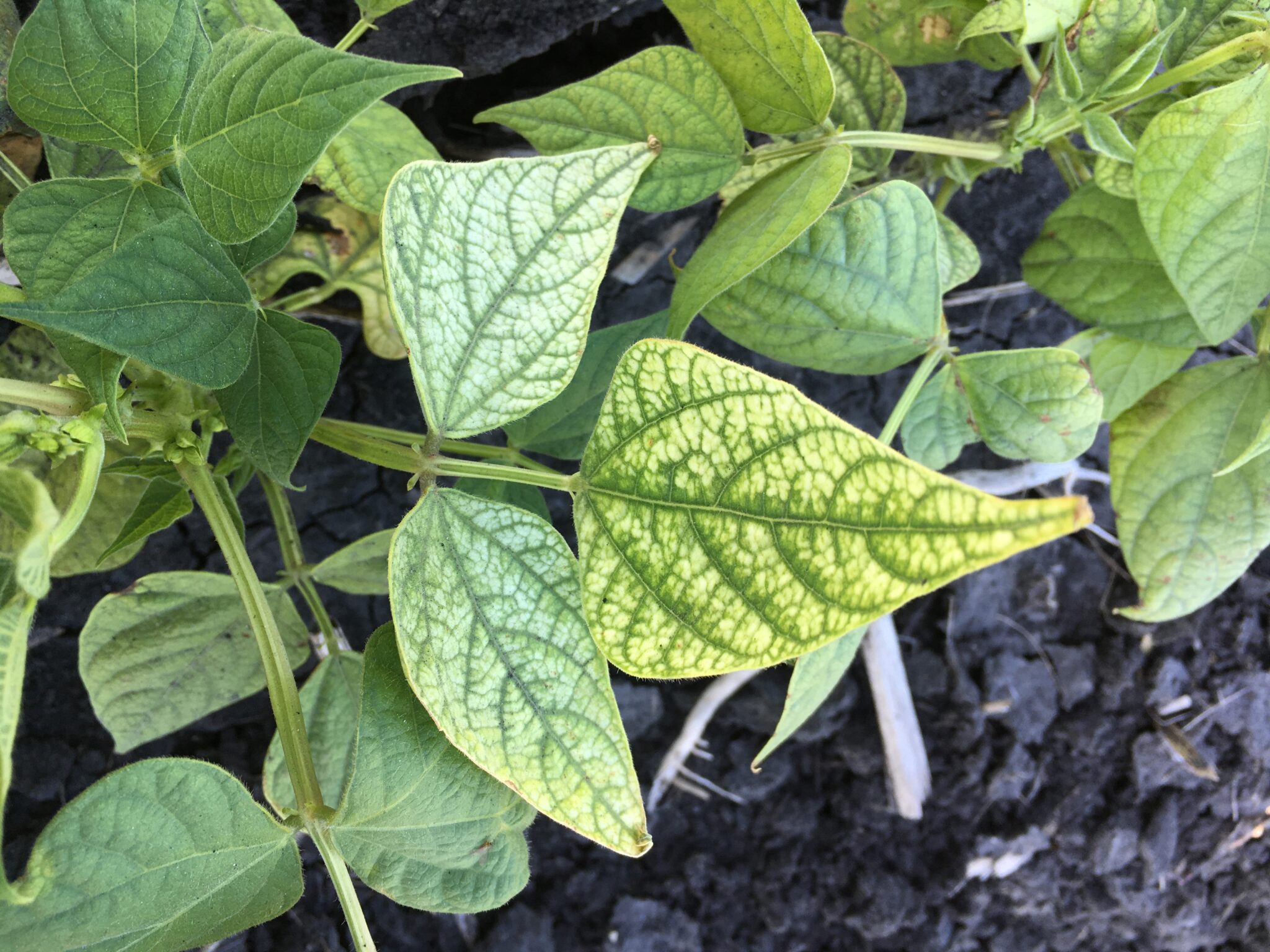 Zinc Dry Bean Agronomy