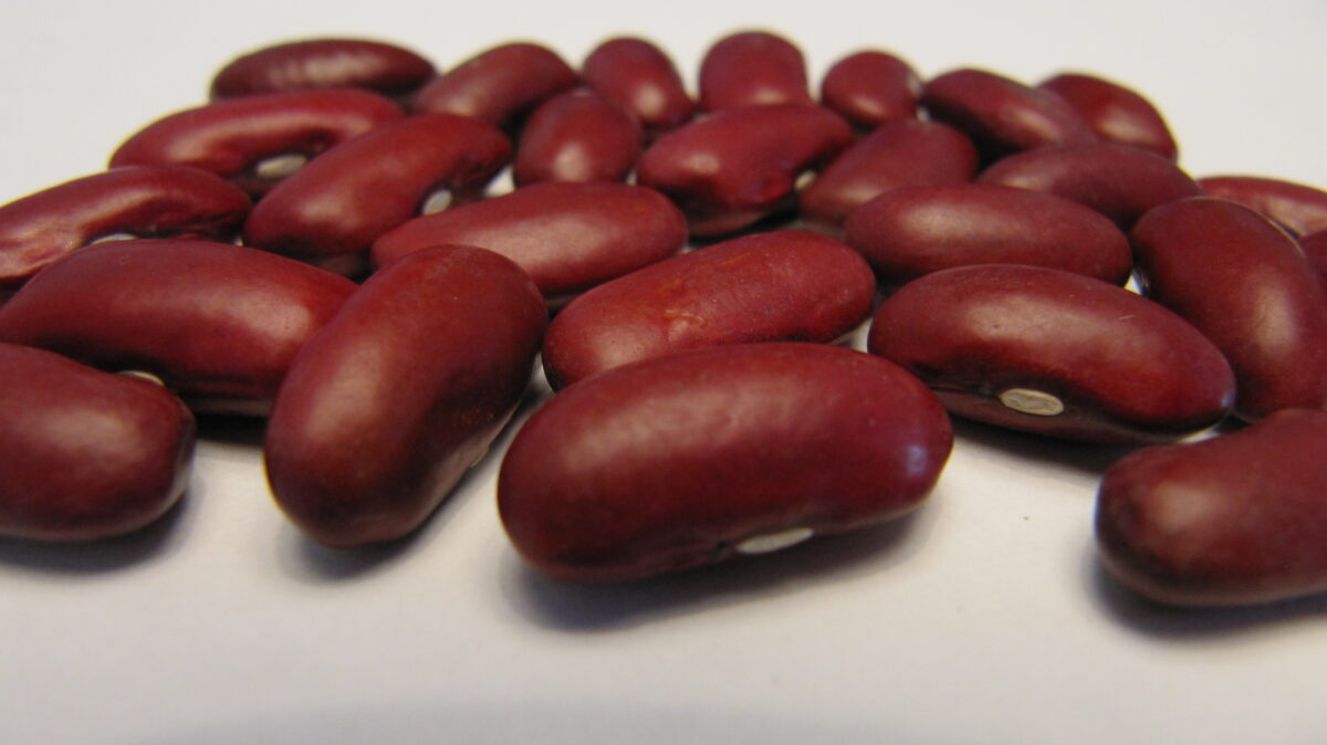 Close-up photo of a handful of high-quality kidney beans