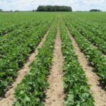 Multiple row of healthy dry bean plants in a field