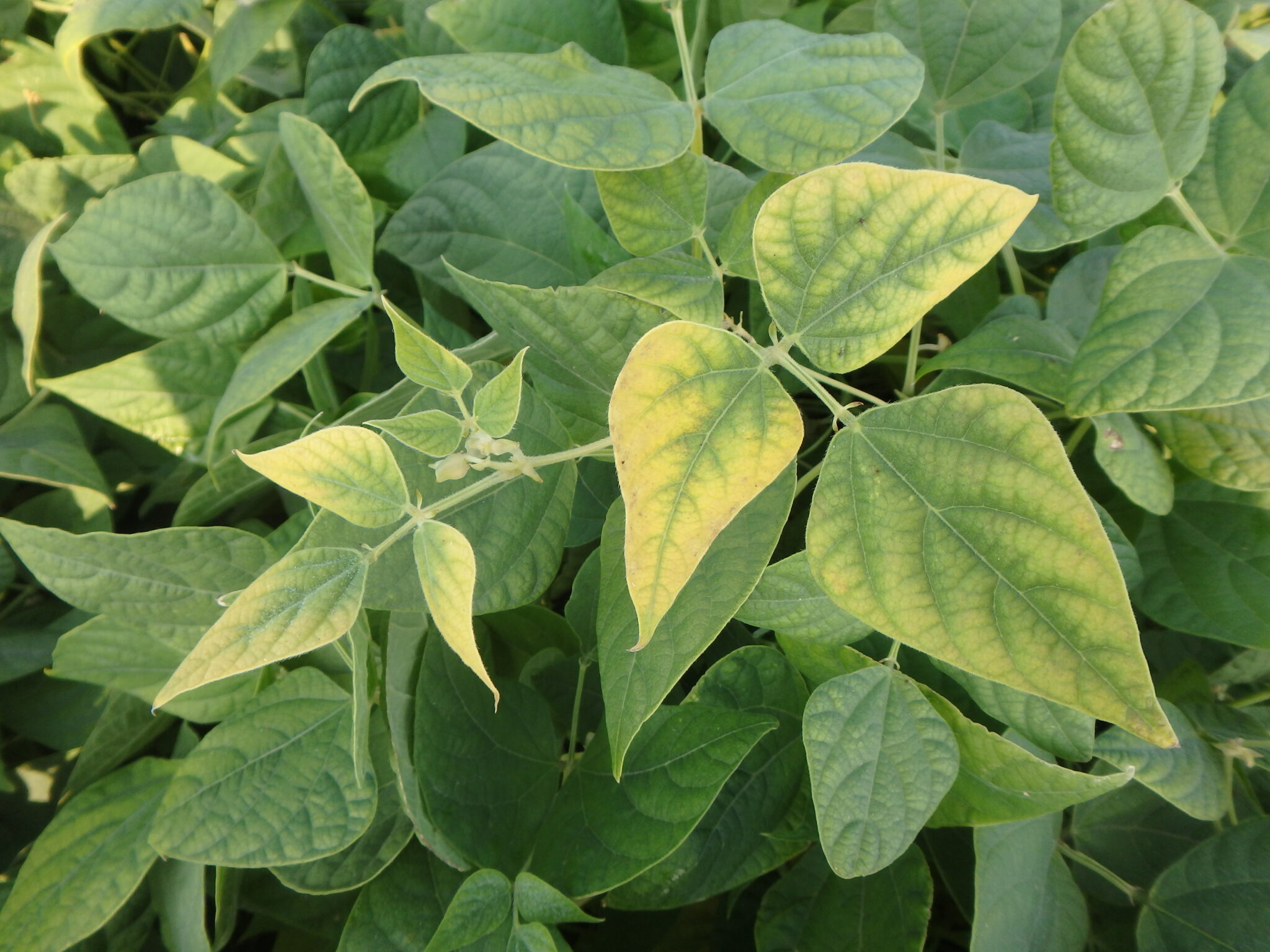 Phosphate and Potash Dry Bean Agronomy