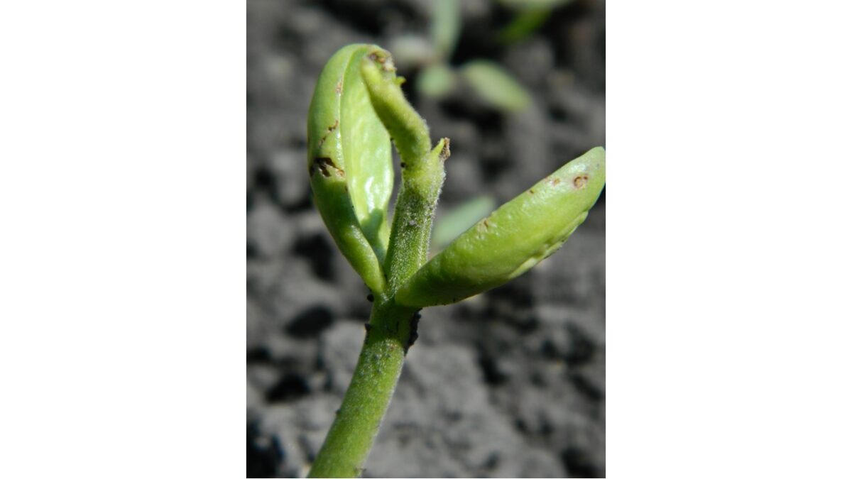 Seedling of a dry bean plant emerged with damaged point referred to as a bald head as a result of mechanical damage to the seed or harsh handling
