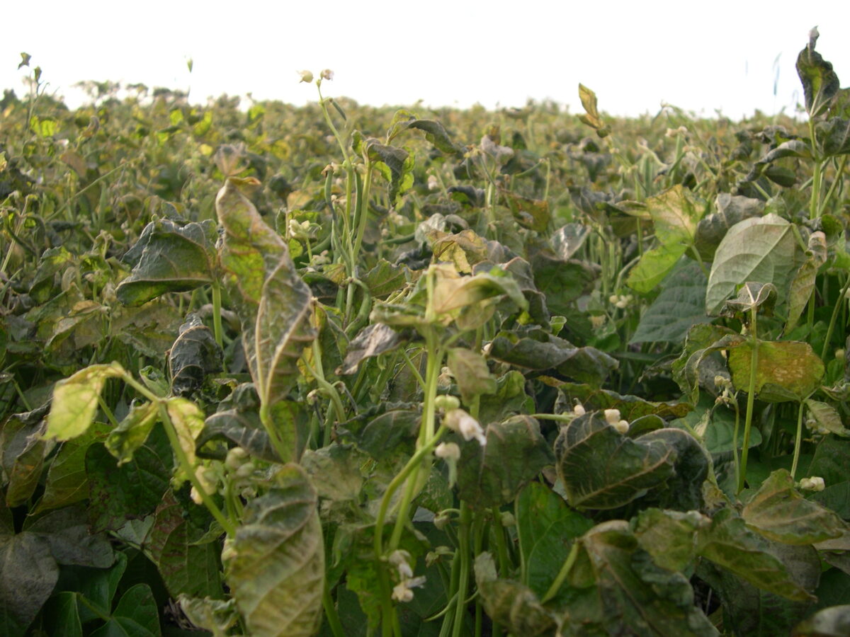 Fall Frost Prior to Harvest Dry Bean Agronomy