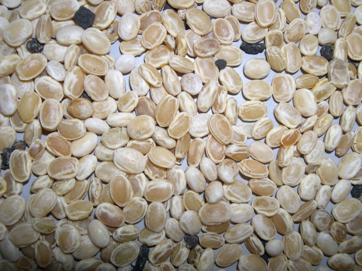 Close-up photo on white beans damaged from fall frost evident from lack of seed fill which results when the entire dry bean plant is killed by frost damage