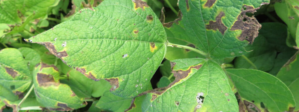 Disease – Dry Bean Agronomy