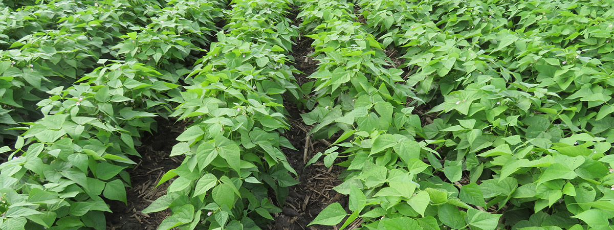 Several rows of dry bean plants