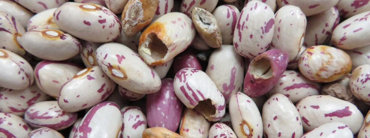 Many cranberry beans with large chunks removed due to insect damage