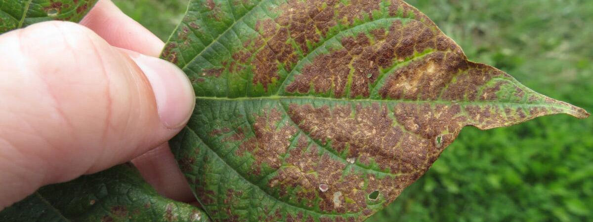 Leaf of a dry bean plant more than 50% covered with brown spots on the surface indicative of bronzing injury