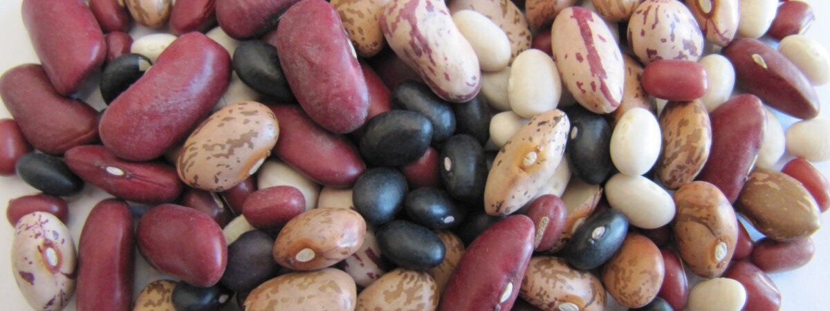 A variety of dry edible beans including kidney beans, cranberry beans, black beans and navy beans