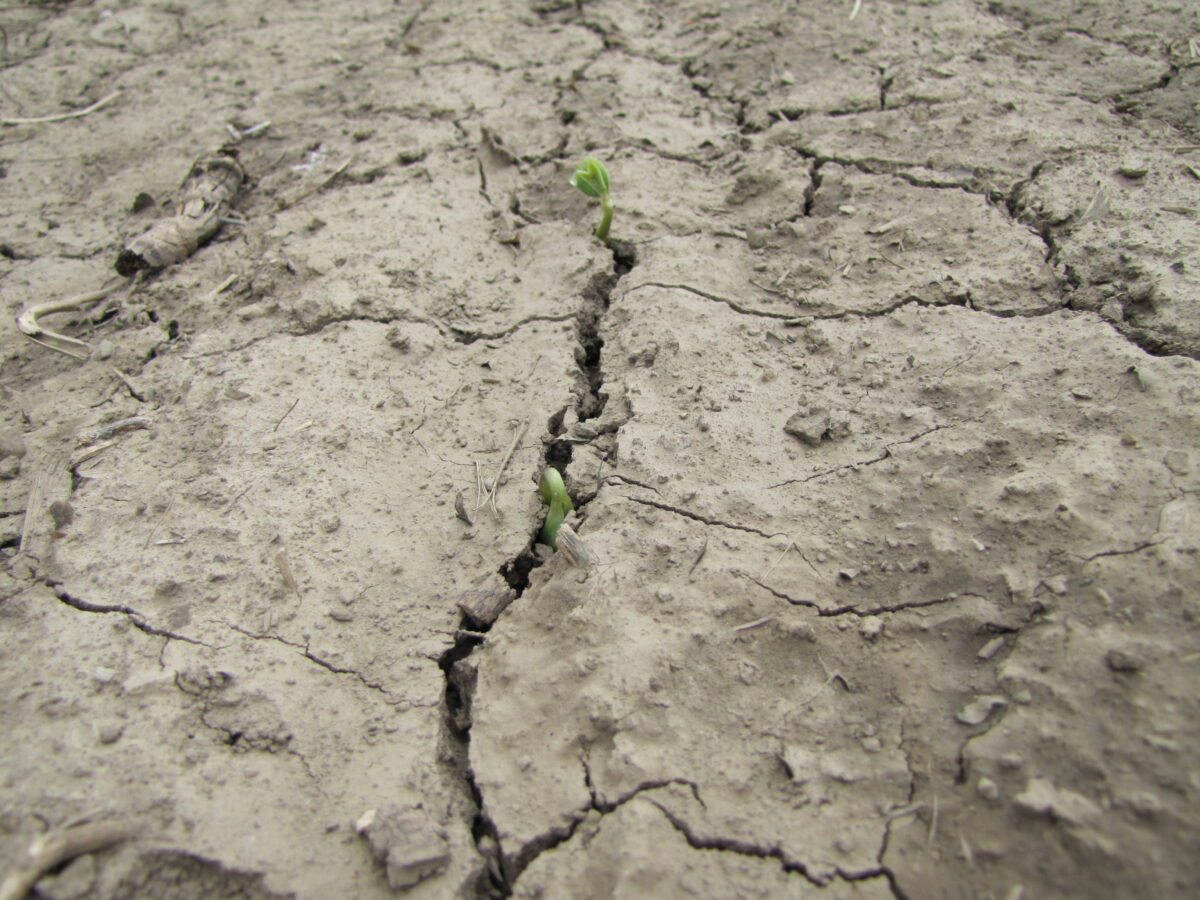 Soybean seedlings emerging from dry and cracked soil as a result of soil crusting leading to the inhibition of emergence of the plants