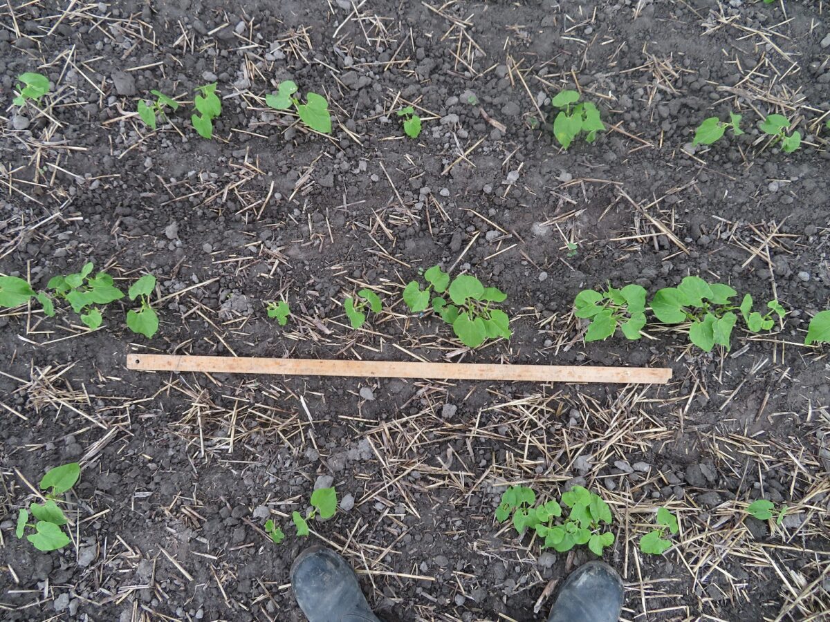 Three rows of early dry bean plants undergoing a standard assessment in which a meter stick is used to measure how many plants are growing along a row within the meter to give indication to the adequacy of a stand for healthy growth